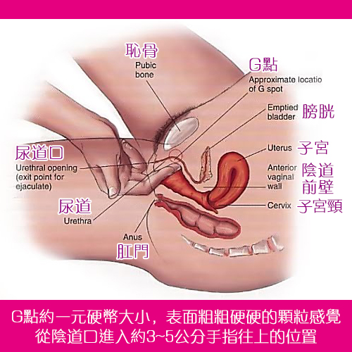 指險套24入裝(G點開發衛生套) E562047 详情图 3